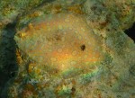 cieloestrellas reef11.jpg